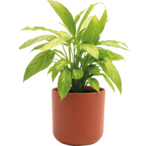 Einblatt Pflanze im Topf