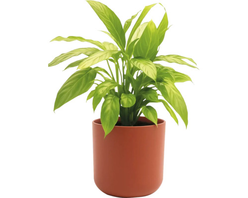 Einblatt Pflanze im Topf