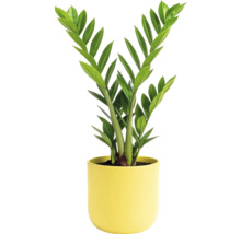 Plante d'intérieur Zamioculcas dans un pot