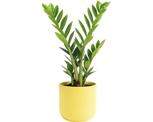 Plante d'intérieur Zamioculcas dans un pot