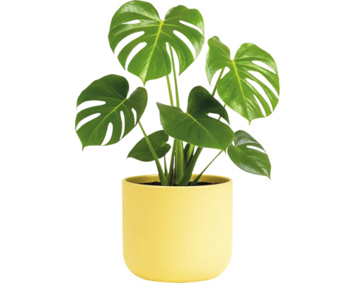 Monstera plante d'intérieur en pot