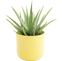 Plante d'aloe vera dans un pot
