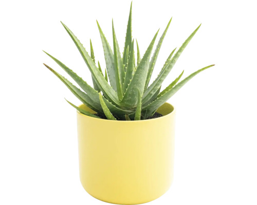 Plante d'aloe vera dans un pot