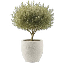Olivier en pot comme plante d'intérieur
