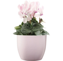 Cyclamen dans un pot de fleurs