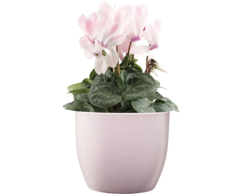 Cyclamen dans un pot de fleurs