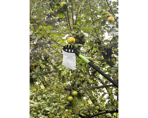 Apfelpflücker im Einsatz an einem Apfelbaum