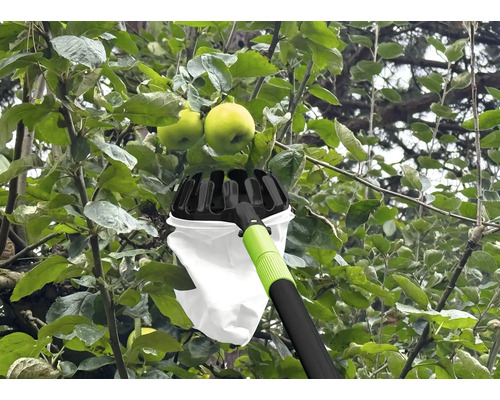 Apfelpflücker im Einsatz an einem Apfelbaum