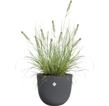 Herbe dans un pot décoratif avec le logo Elho