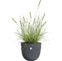 Herbe dans un pot de fleurs structuré de la marque Elho