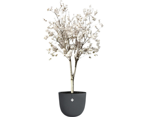Arbre d'ornement en fleurs en pot