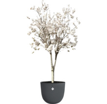 Arbre ornemental en fleurs dans un pot