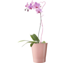 Orchidée dans un pot