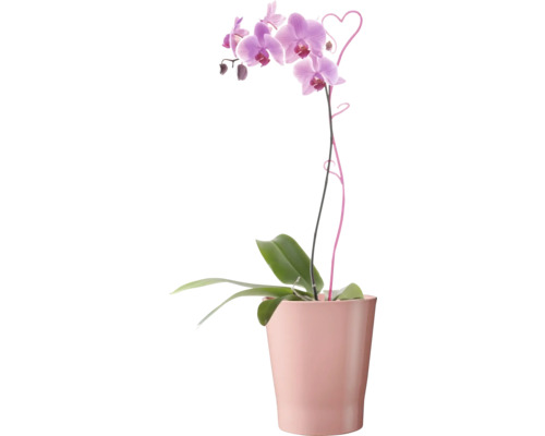 Orchidée dans un pot