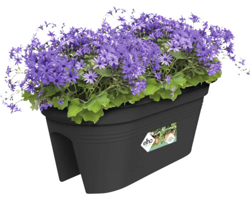 Jardinière avec des marguerites violettes