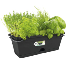 Schwarzer Pflanzkasten mit verschiedenen Kräutern