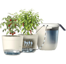 Bewässerungssystem für Pflanzen mit Tomaten und Paprika in Töpfen