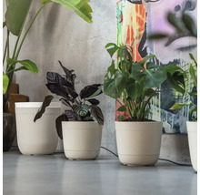 Verschiedene Zimmerpflanzen in passenden Pflanzgefäßen arrangiert vor einer Wand