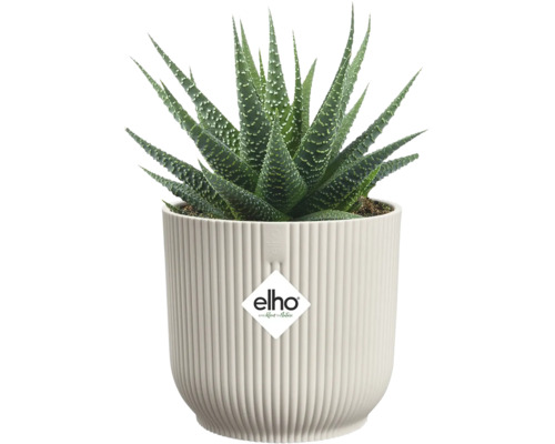 Plante d'intérieur Haworthia dans un pot