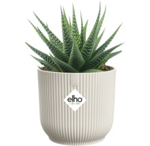 Plante en pot Haworthia dans un pot de fleurs à rayures