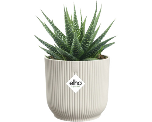 Plante en pot Haworthia dans un pot de fleurs à rayures