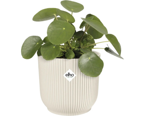Pilea peperomioides dans un pot à fleurs côtelé avec le logo Elho