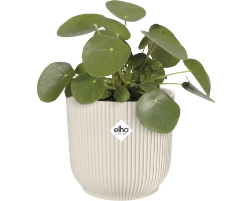 Pilea peperomioides dans un cache-pot structuré