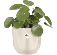 Pilea peperomioides dans un pot côtelé avec le logo Elho