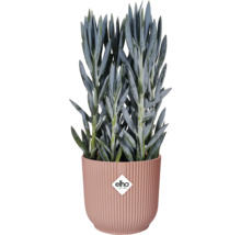 Senecio im gerippten Übertopf mit Elho Logo