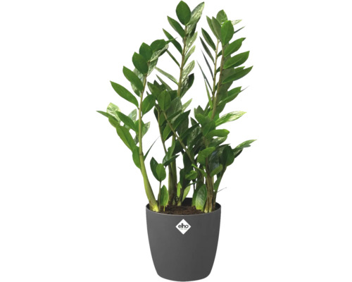 Zamioculcas Zimmerpflanze im Topf