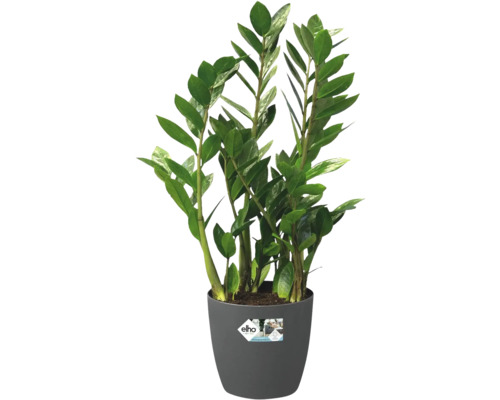 Zamioculcas Zimmerpflanze in einem Topf