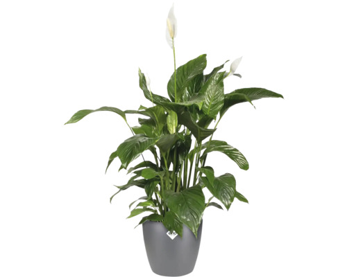 Spathiphyllum en pot