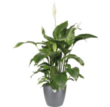 Fleur de lune en pot