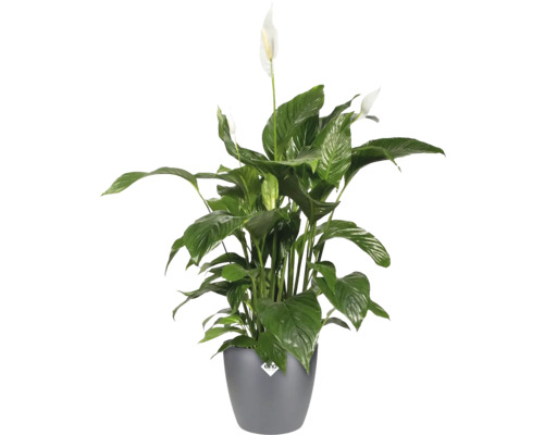 Fleur de lune en pot