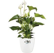 Plante d'Anthurium avec fleurs blanches dans un pot Elho blanc