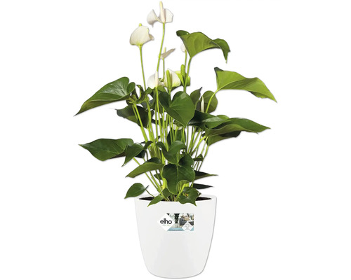 Plante d'Anthurium avec fleurs blanches dans un pot Elho blanc