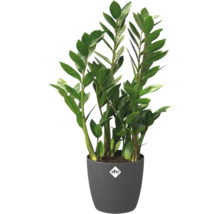 Zamioculcas Zimmerpflanze im Topf