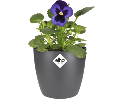 Blumentopf Elho Brussels Kunststoff Ø 10,5 cm H 10 cm anthrazit Blauer Stiefmütterchen in einem grauen Elho Pflanztopf