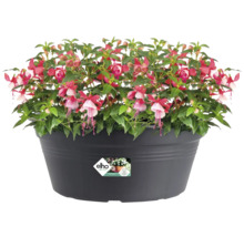 Fuchsia dans un pot