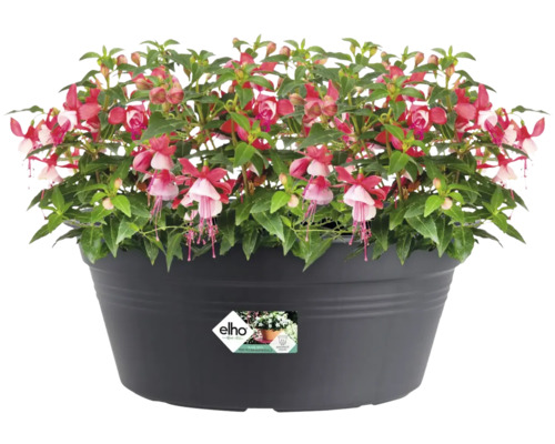 Fuchsia dans un pot