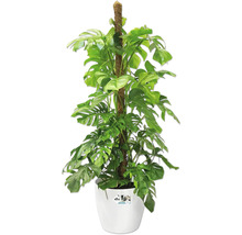 Monstera Zimmerpflanze mit Rankhilfe in weissem Topf
