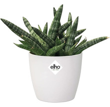 Sansevieria cylindrica dans un pot de fleurs blanc avec le logo Elho