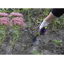 Eine Person arbeitet mit einer Gartenhacke in einem Beet mit Herbst-Fetthenne.
