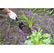 Une personne plante une plante dans la terre avec une pelle à main.
