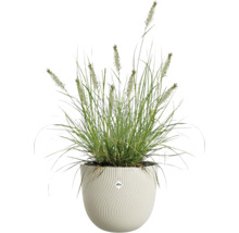 Herbe décorative pennisetum dans un pot de fleurs Elho blanc avec une structure ondulée.