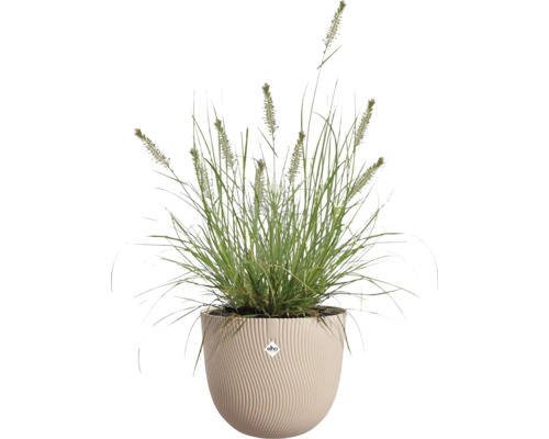 Herbe ornementale avec épis de fleurs dans un pot de fleurs beige rond avec structure ondulée et elho Logo.