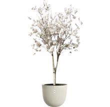 Blühender Baum mit weissen Blüten in einem runden Blumentopf mit Wellenstruktur. elho Logo.