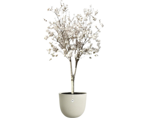 Blühender Baum mit weissen Blüten in einem runden Blumentopf mit Wellenstruktur. elho Logo.