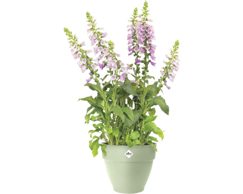 Digitale Digitalis en fleurs avec des fleurs violettes dans un pot en plastique vert clair de la marque elho.