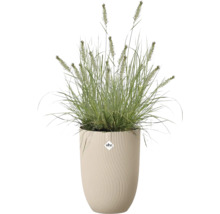 Herbe ornementale dans un pot de fleurs Elho haut avec une texture verticale ondulée. Elho Logo.